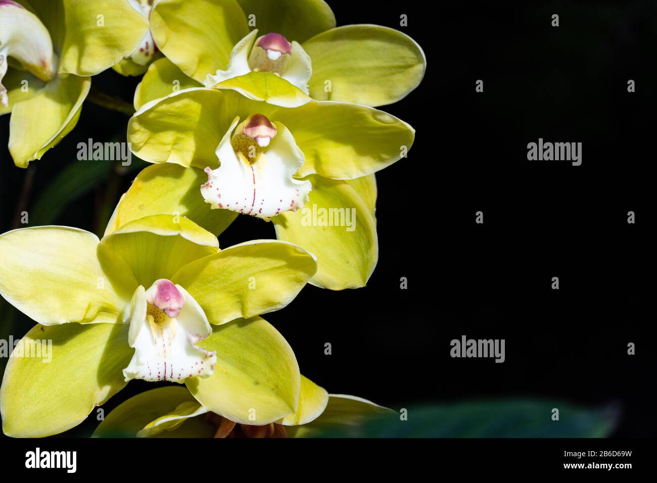 Gelbe Cymbidium-Orchideen, die im Allgemeinen als Bootsorchideen bekannt sind Stockfoto