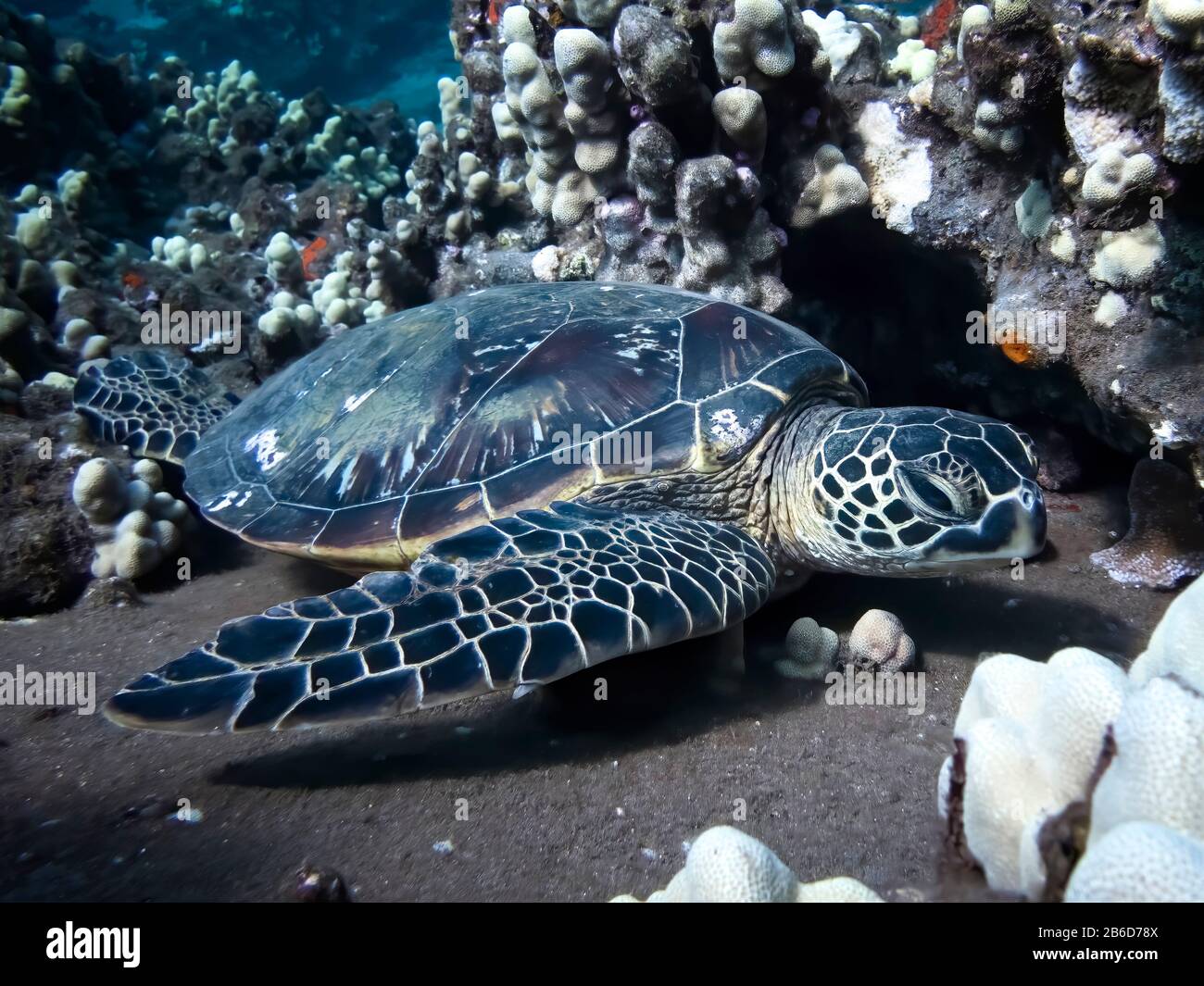 Hawaiianische grüne Meeresschildkröte, die auf dem Korallenriffe im Unterwasserbild ruht. Stockfoto