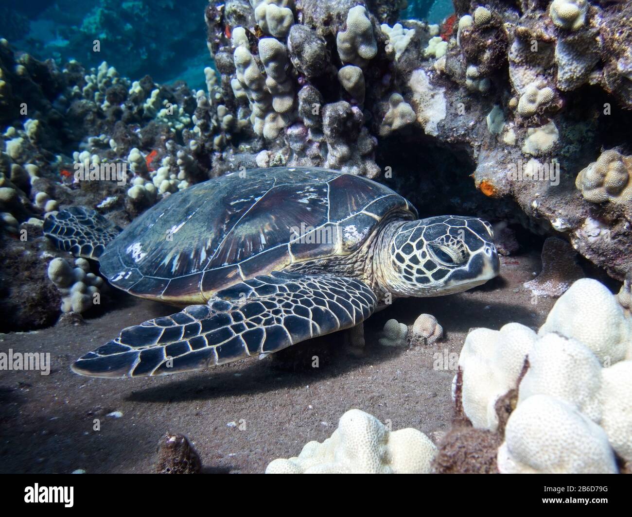 Grüne Meeresschildkröte ruht auf Korallenriffen in hawaiischer Unterwasseraufnahme. Stockfoto