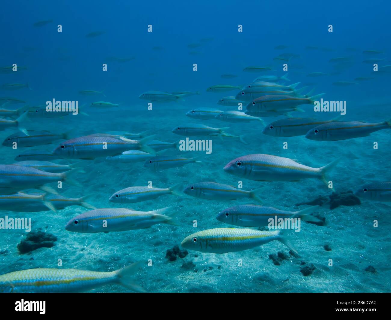 Schule von Fischen, die über sandigen Meeresboden in blauem Unterwasserbild schwimmen. Stockfoto