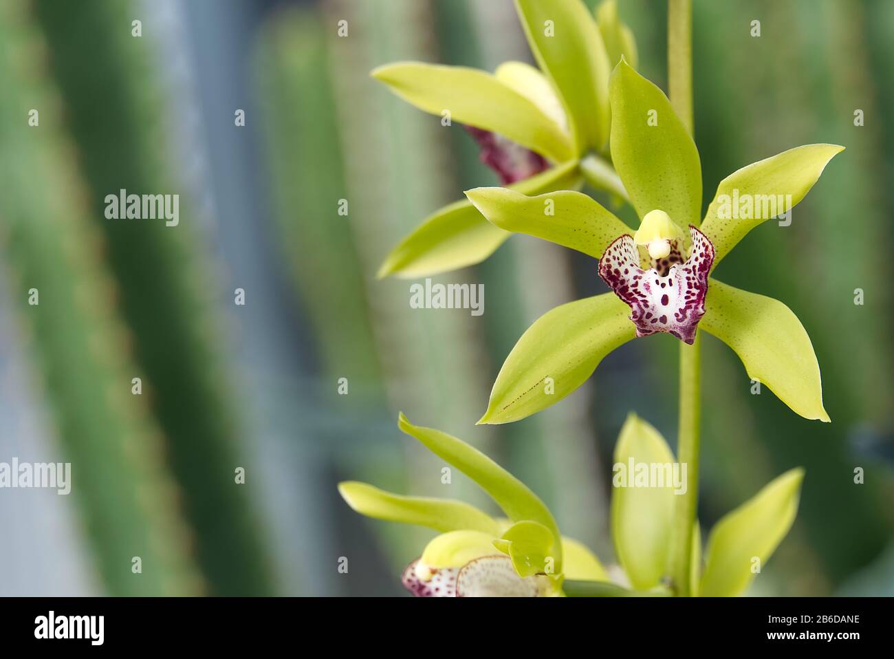 Gelbe Cymbidium-Orchideen, die im Allgemeinen als Bootsorchideen bekannt sind Stockfoto