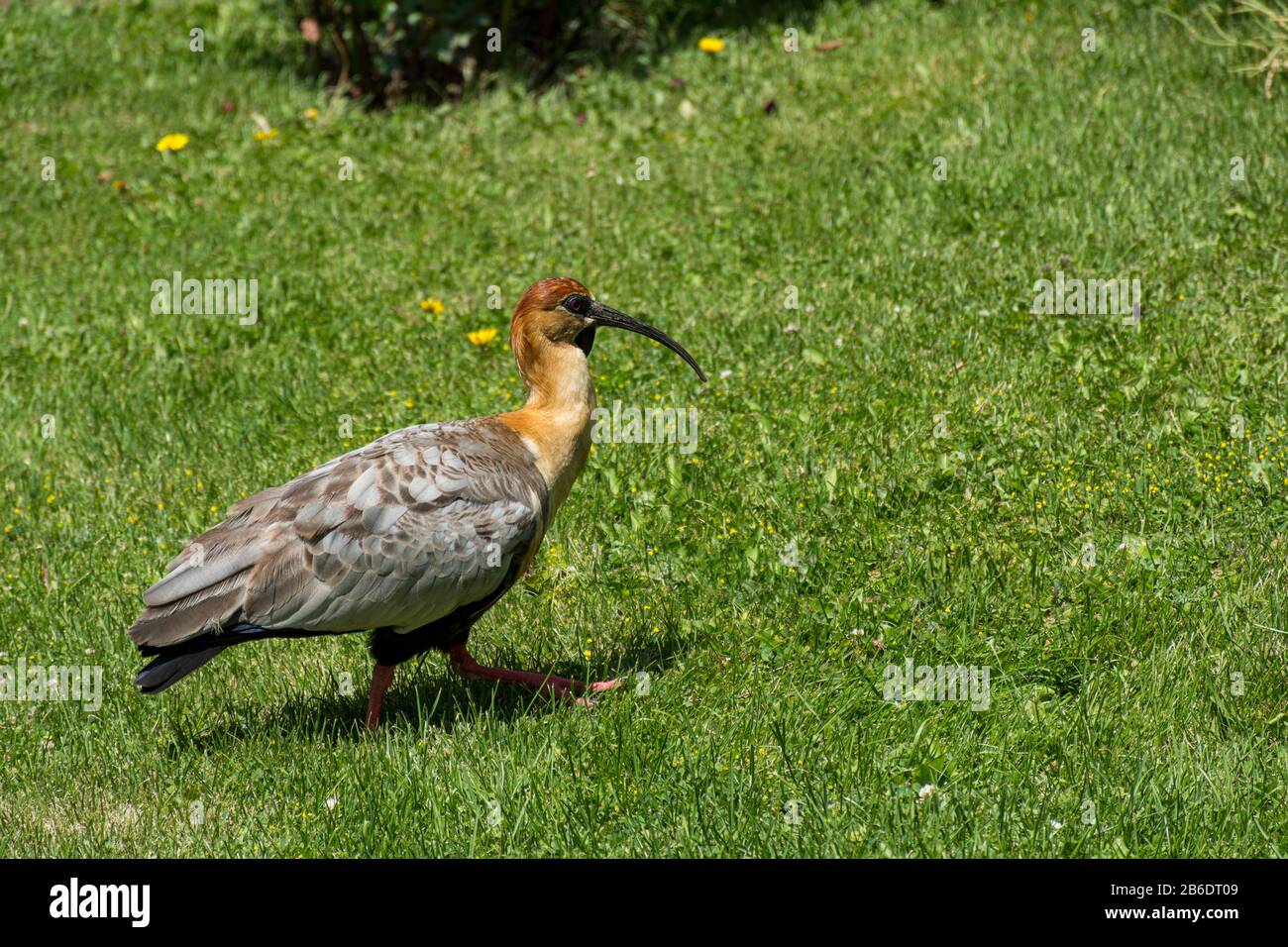 Nahansicht eines buffhalsigen Ibis auf grünem Gras Stockfoto