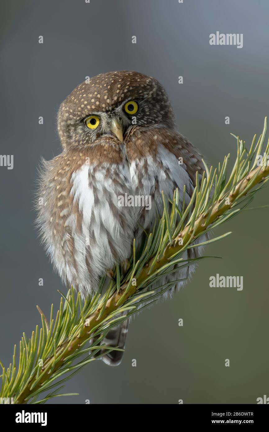 Nordpygmy Eule sieht süß aus. Stockfoto