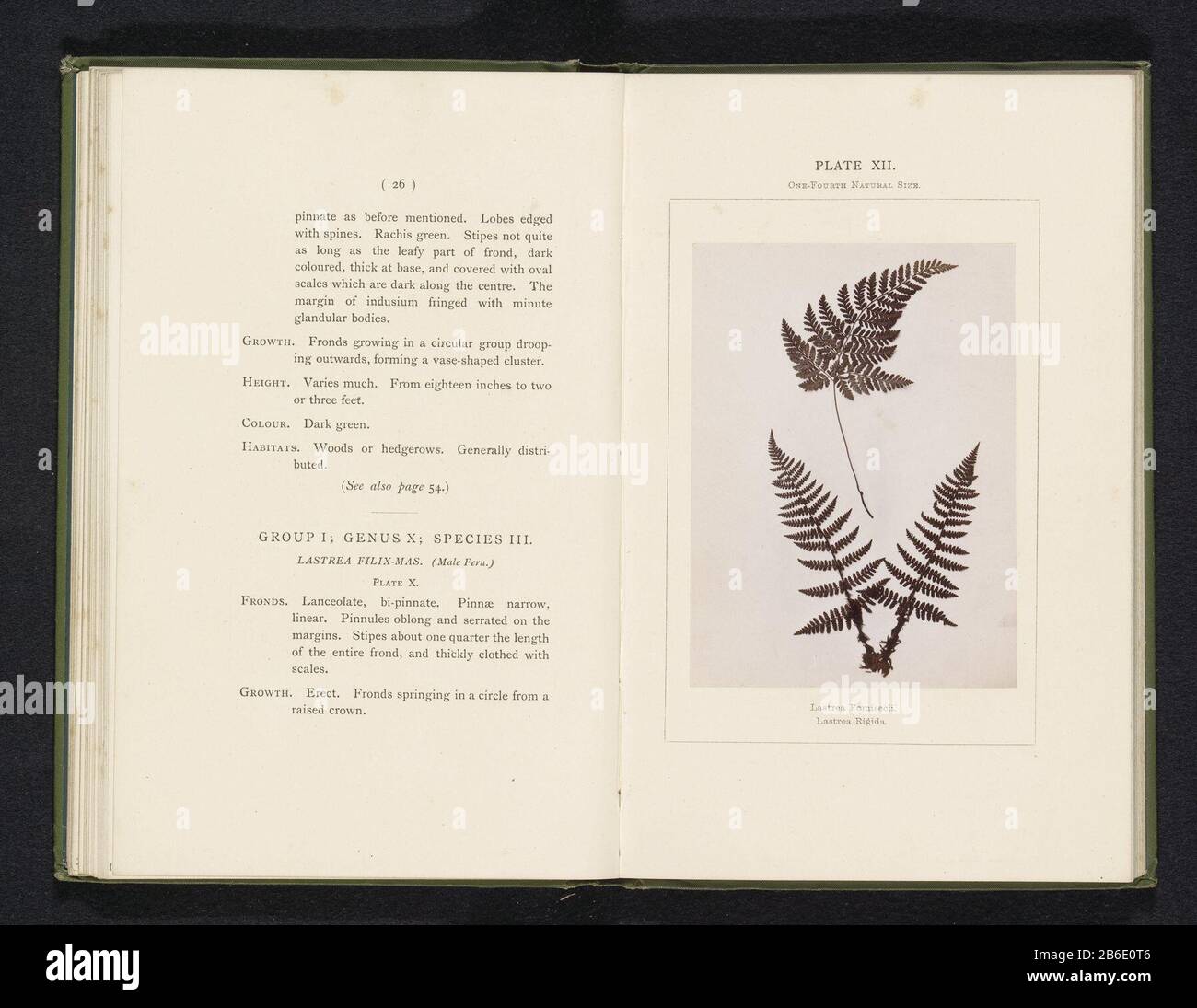 Blätter von zwei Arten von Nierenfarnen Lastrea foenisecii Lastrea Rigida (Titelobjekt) Blätter von zwei Arten niervarensLastrea foenisecii. Lastrea Rigida (Titelobjekt) Objekttyp: Fotoseite Artikelnummer: RP-F 2001-7-400-12 Aufschriften/Marken: Beschriftung, Nachzeichnung, gedruckt: "Platte II. Ein Viertel der natürlichen Größe.' Hersteller: Fotograf: Sydney CourtauldPlaats Herstellung: England Datum: CA. - oder für 1877 Material: Papiertechnik: Albumindrucke Abmessungen: Foto: H 117 mm × W 86 mmToelichtingFoto Vorderseite 26. Betrifft: Farne Stockfoto