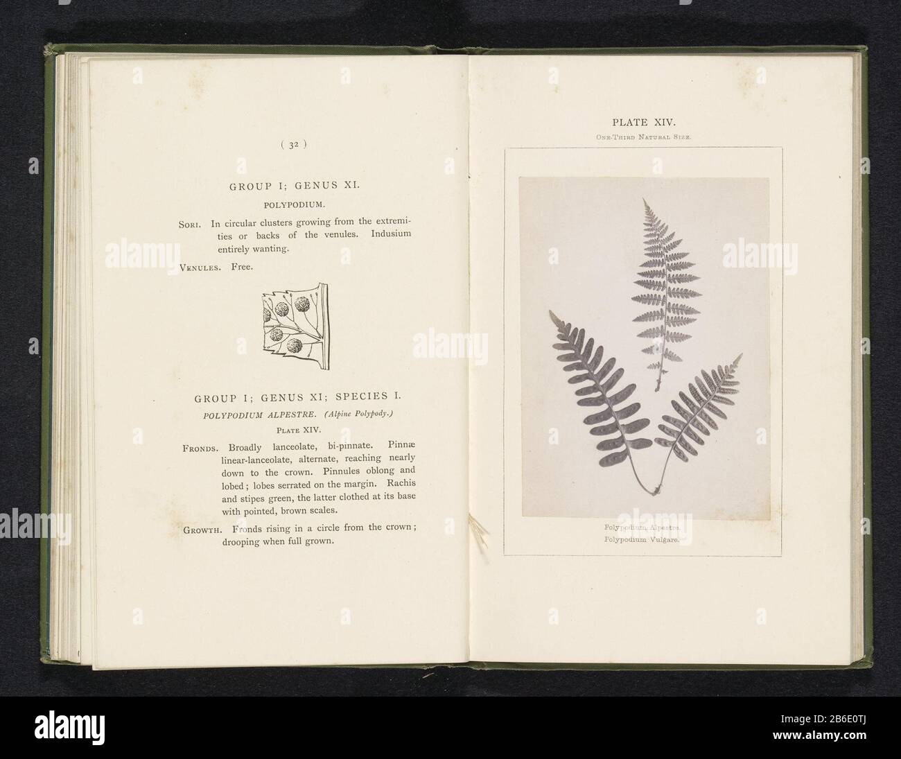 Blätter eines weiblichen Bootstouren und eines Polypodium vulgare Polypodium vulgare, Polypodium Alpestre (Titelobjekt) Blätter eines jungen Farns und eines regelmäßigen eikvarenPolypodium Alpestre. Polypodium Vulgare (Titelobjekt) Objekttyp: Fotoseite Artikelnummer: RP-F 2001-7-400-14 Aufschriften/Marken: Beschriftung, Nachzeichnung, gedruckt: 'Platte IV.. Ein Drittel der natürlichen Größe.' Hersteller: Fotograf: Sydney CourtauldPlaats Herstellung: England Datum: CA. - oder für 1877 Material: Papiertechnik: Albumindrucke Abmessungen: Foto: H 119 mm × W 87 mmToelichtingFoto Vorderseite 32. Betrifft: Farne Stockfoto