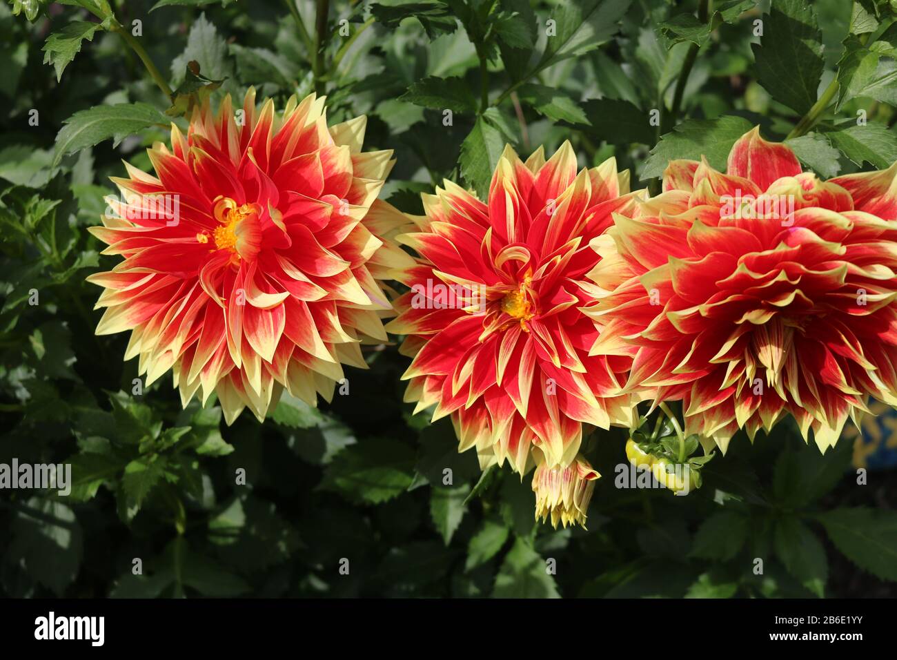 Riesige und bunte Ketchup und rote und gelbe Dahlien im Mustard. Stockfoto