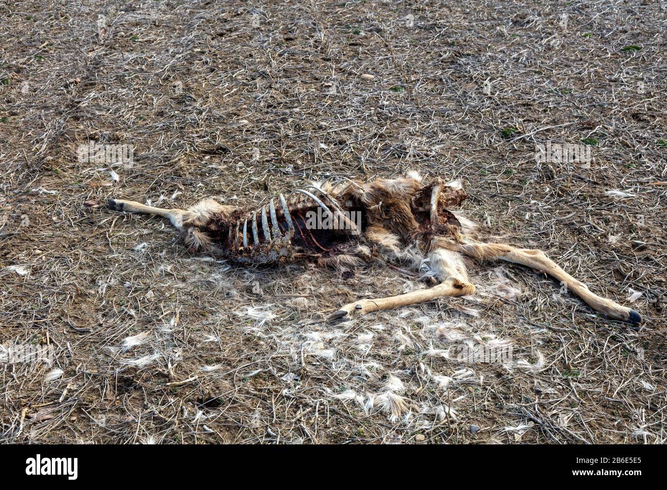 Carcass of Dead White-tailed Deer (Odocoileus virginianus), E USA, von James D Coppinger/Dembinsky Photo Assoc Stockfoto