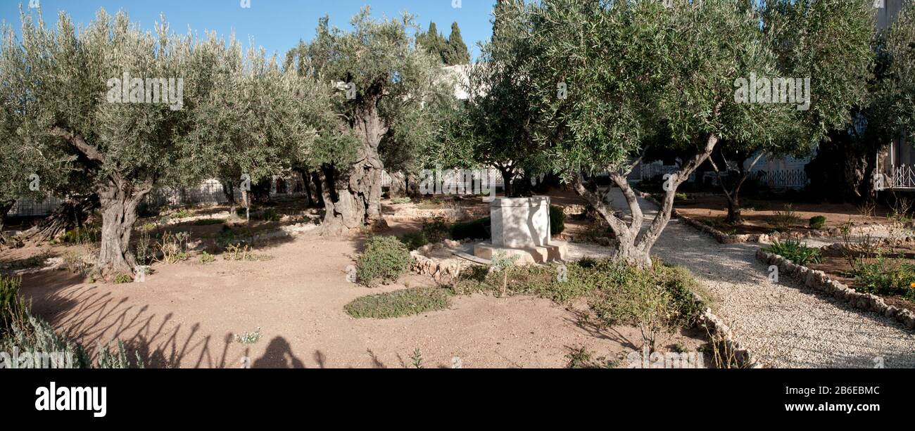 Wahrscheinliches Gelände des Gartens von Gethsemane, des Ölbergs, Der Kirche Aller Nationen, Israel und Jerusalem Stockfoto