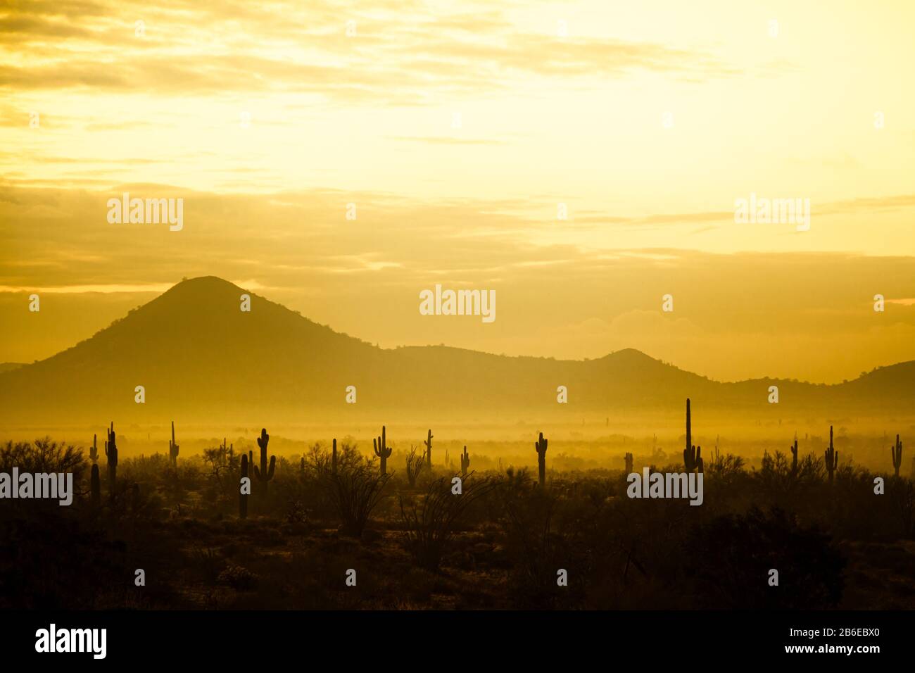 Nebel, der mit Saguaro-Kaktus und anderen Wüstenpflanzen über die Berge des zentralen Arizonas schwand Stockfoto