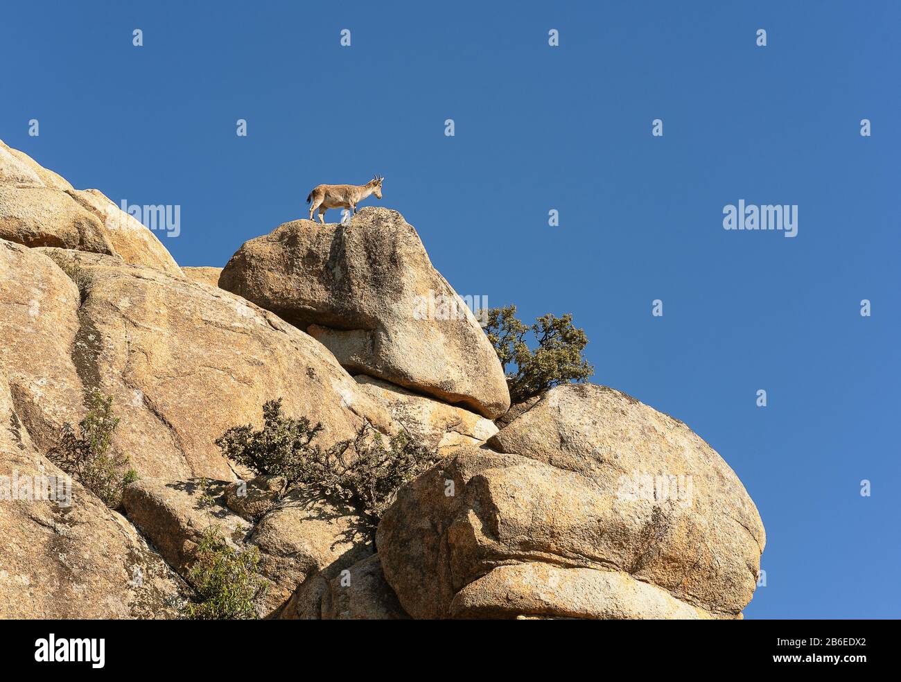 Ziegen in La Pedriza, Nationalpark der Bergkette von Guadarrama in Manzanares El Real, Madrid, Spanien. Stockfoto