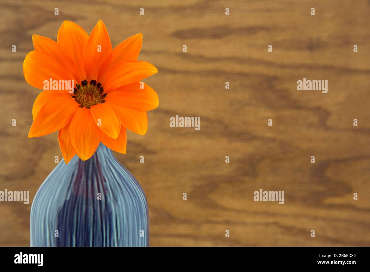 Afrikanische Gänseblümchen in Vase ist ein Einzelblütenfokus mit natürlichem Holzkornhintergrund Stockfoto