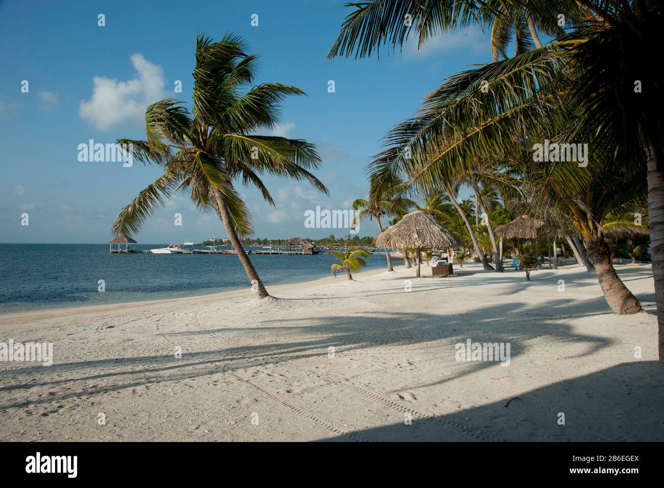 Palmen am Strand, San Pedro, Ambergris Caye, Corozal District, Belize Stockfoto