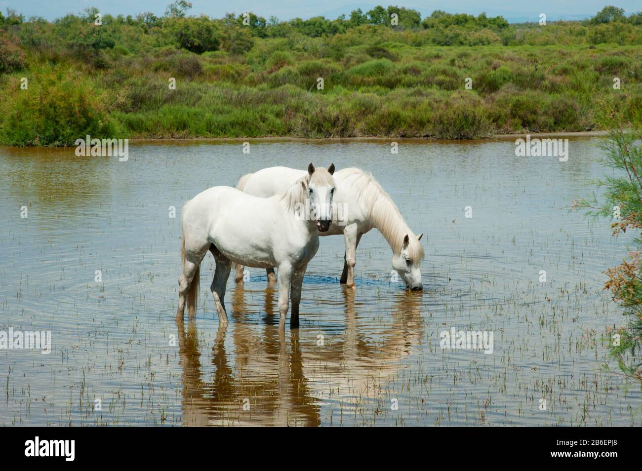 Zwei weiße Camargue-Pferde in einer Lagune entlang der D85A, Camargue, Saintes-Maries-De-La-Mer, Bouches-Du-Rhone, Provence-Alpen-Cote d'Azur, Frankreich Stockfoto