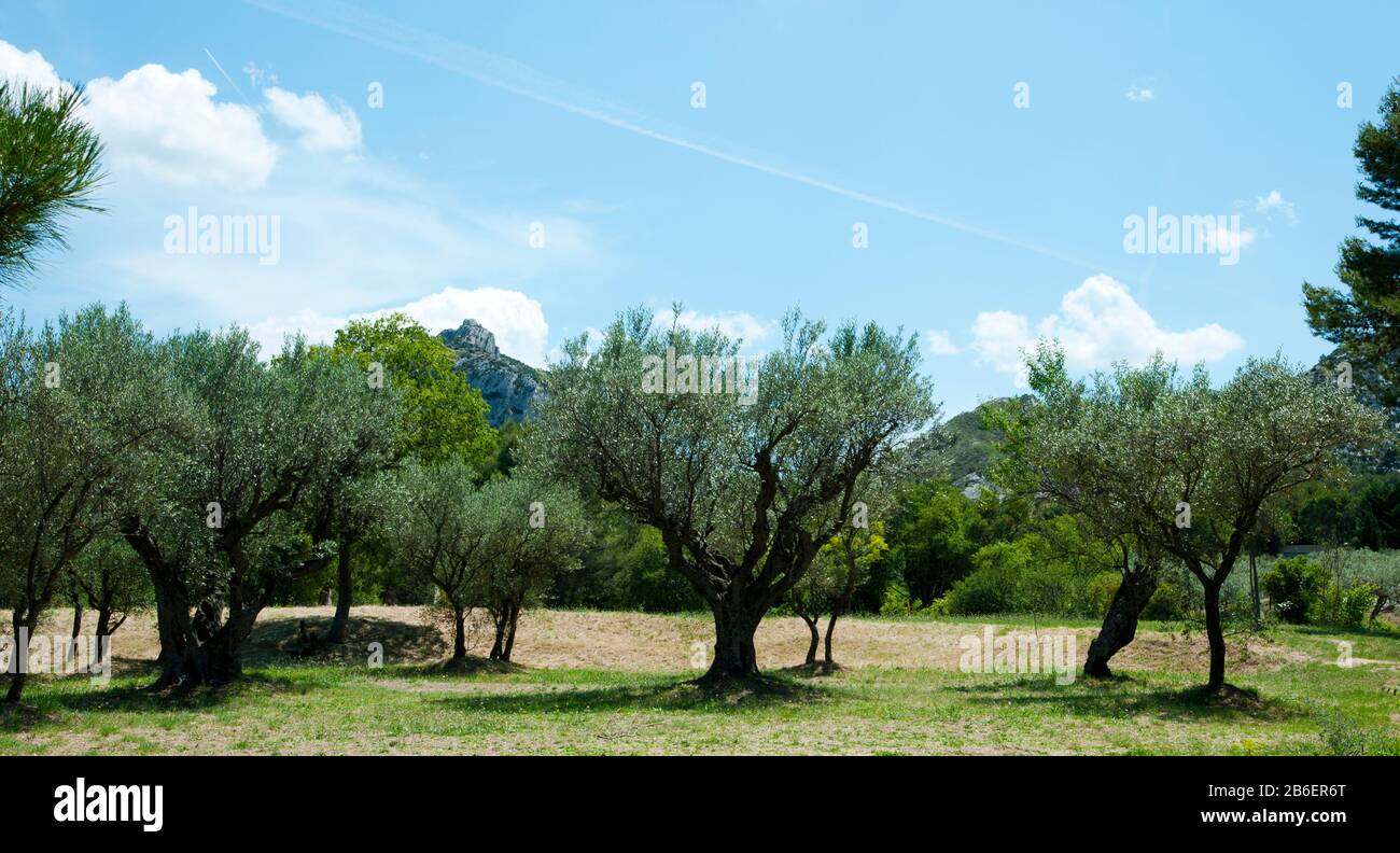 Olivenbäume vor dem alten Monastere Saint-Paul-De-Mausole, St.-Remy-De-Provence, Bouches-Du-Rhone, Provence-Alpen-Cote d'Azur, Frankreich Stockfoto