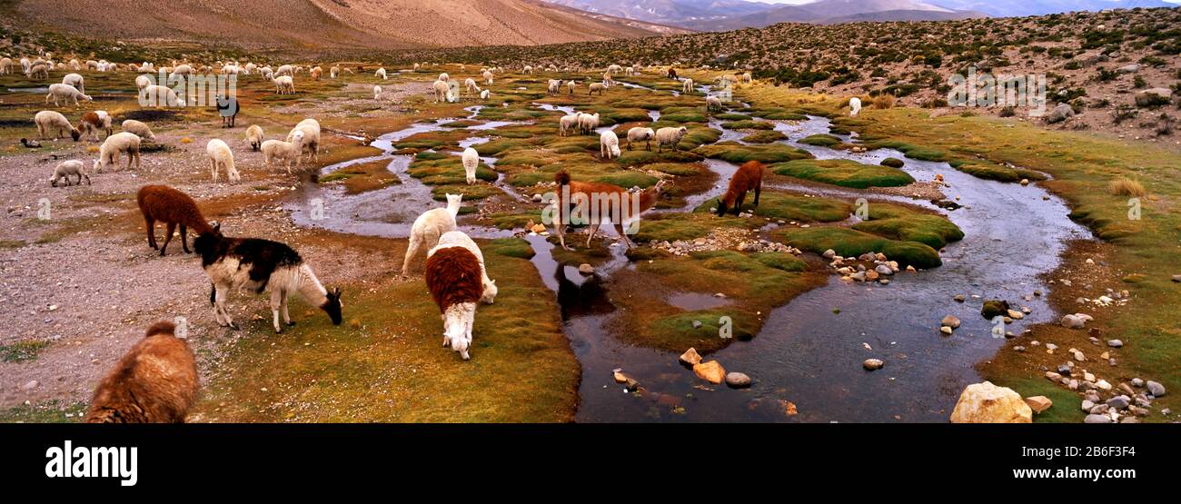 Lamas (Lama-Glama) weiden auf dem Feld, im Heiligen Tal, in der Region Cusco, Peru, Südamerika Stockfoto