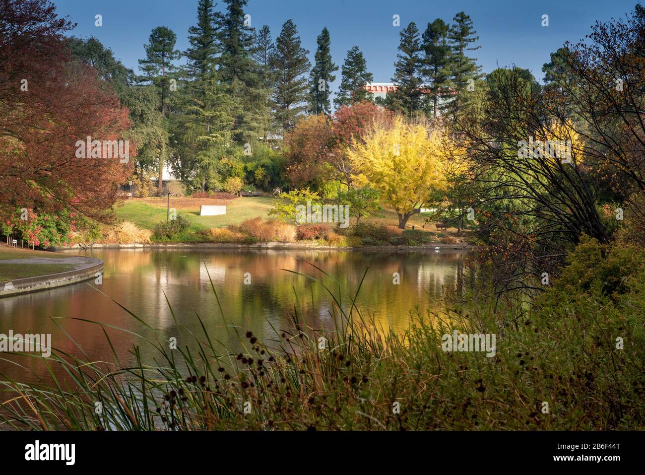 Davis; Kalifornien; USA. November 2019. Gelbe Blätter eines Ginkobaums und Rot fallen im Herbst über einen See hinaus. Stockfoto