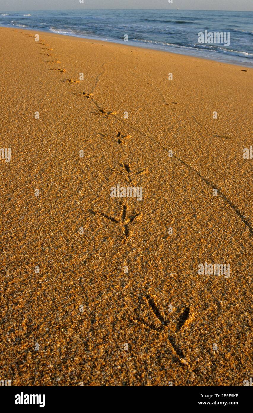 Great Blue Heron Tracks, Flagler County Beach, Florida Stockfoto