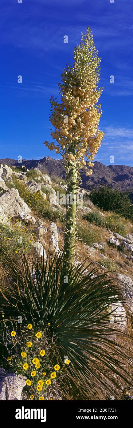 Baum im Anza Borrego Desert State Park, Borrego Springs, Kalifornien, USA Stockfoto
