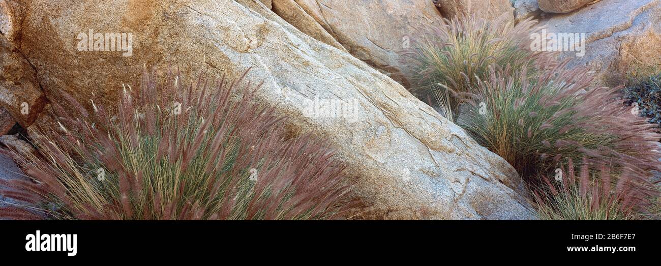 Gras wächst auf Felsen, Anza Borrego Desert State Park, Borrego Springs, Kalifornien, USA Stockfoto