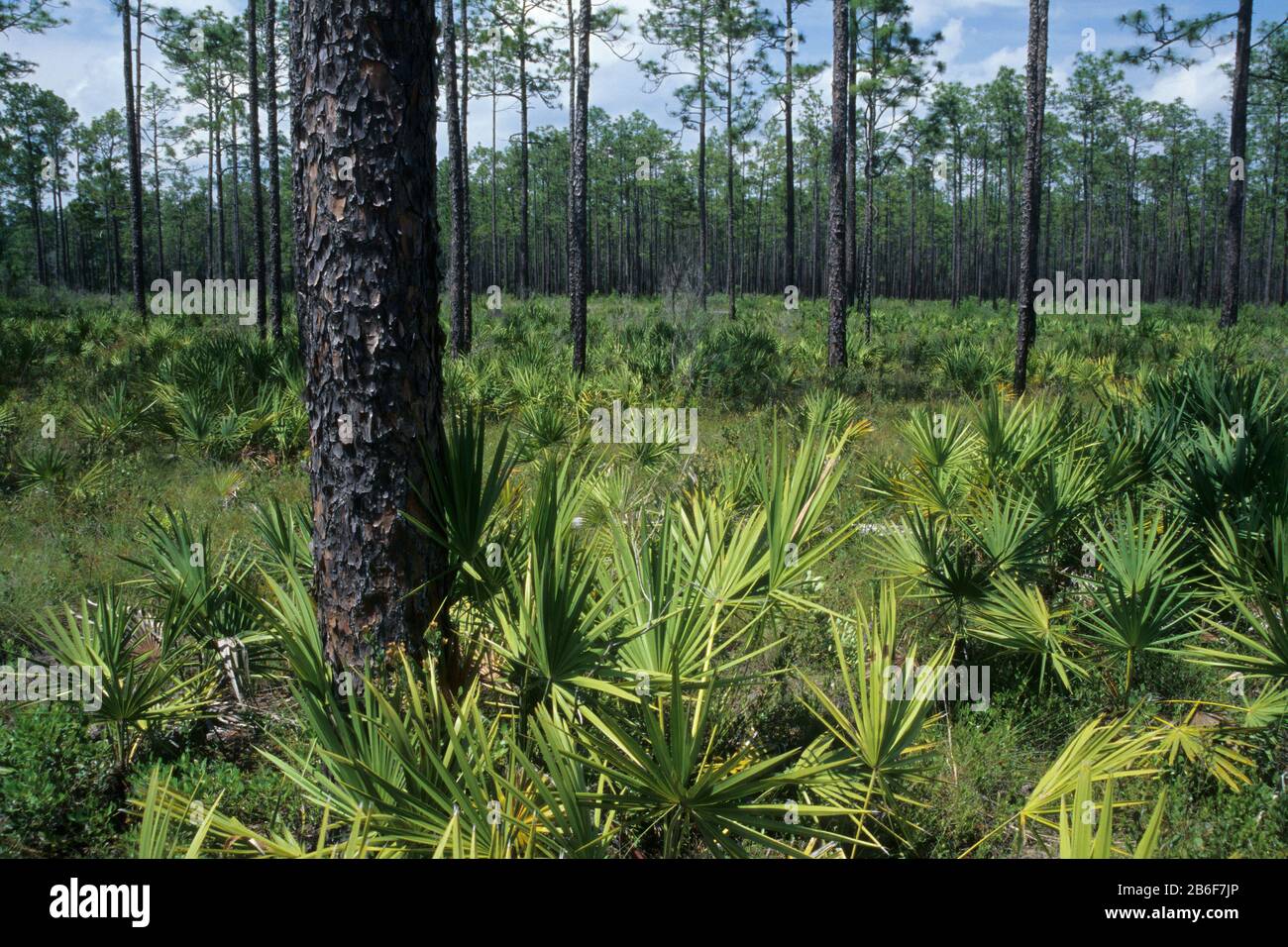 Kiefernwald, Apalachicola National Forest, Florida Stockfoto