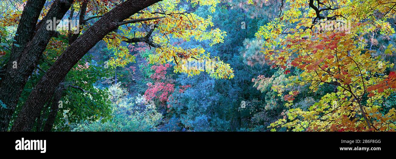 Herbstfarben im Fourth of July Canyon, New Mexico, USA Stockfoto