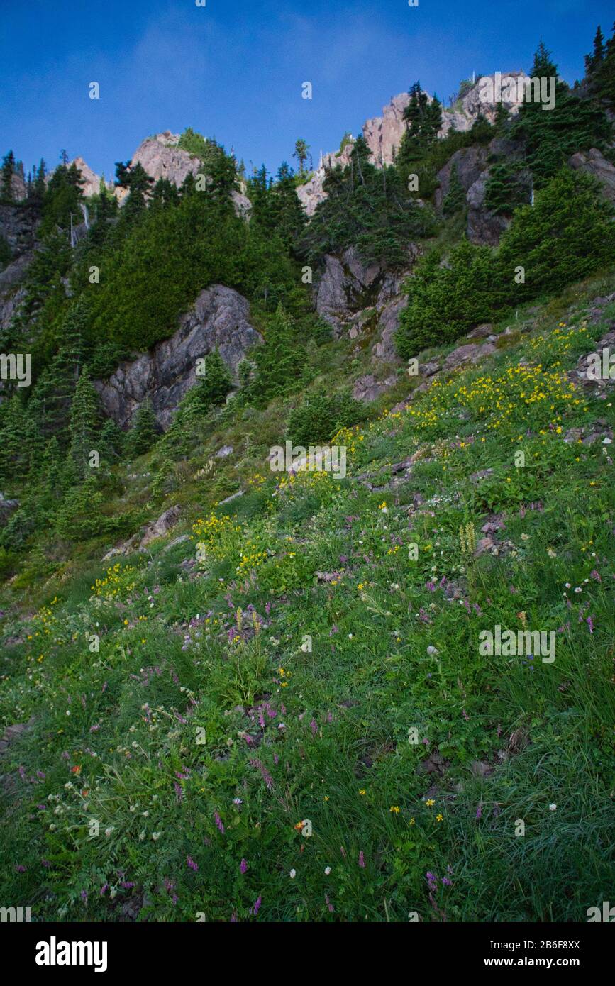 Mt. Ellinor im Staat Washington Stockfoto