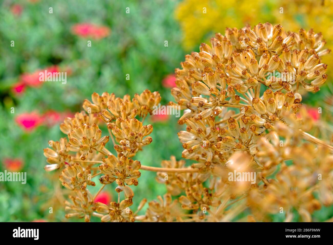 Eine trockene Dolde einer Apiaceae aromatisch blühende Pflanze, lebhaft blühende Gartenpflanzen im Hintergrund. Stockfoto