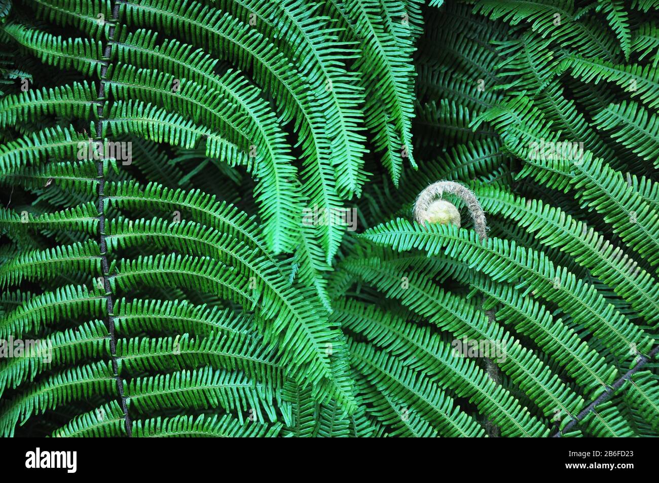 Der Farn hatte seine Triebe. Natürlicher Hintergrund. Stockfoto