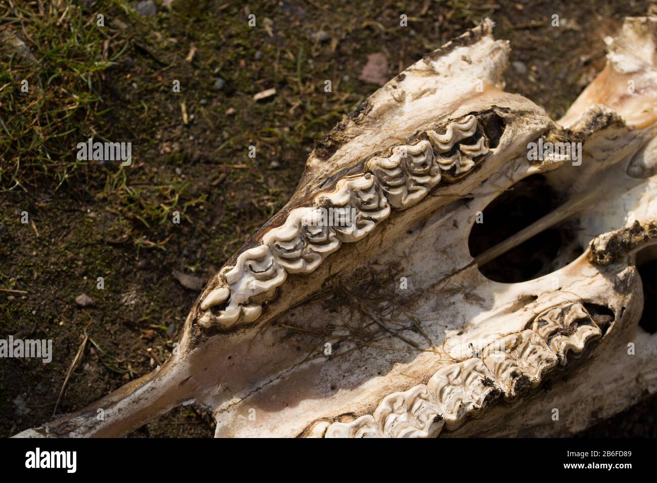 Der Schädel des Tieres, Nahaufnahme . Stockfoto