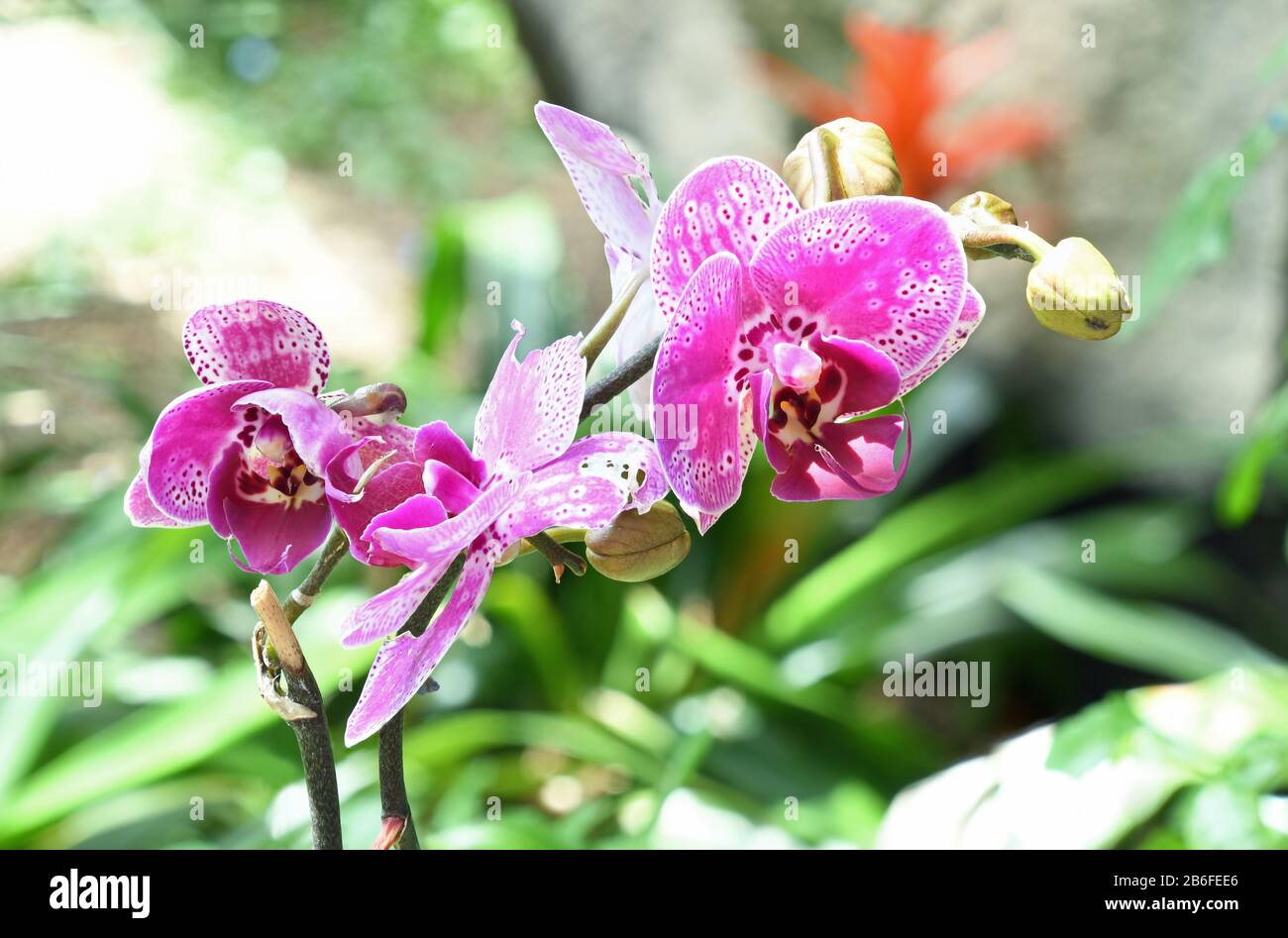 Gelbe, pinke und weiße Orchidee in der Nähe des Botanischen Gartens in New Mexico. Stockfoto