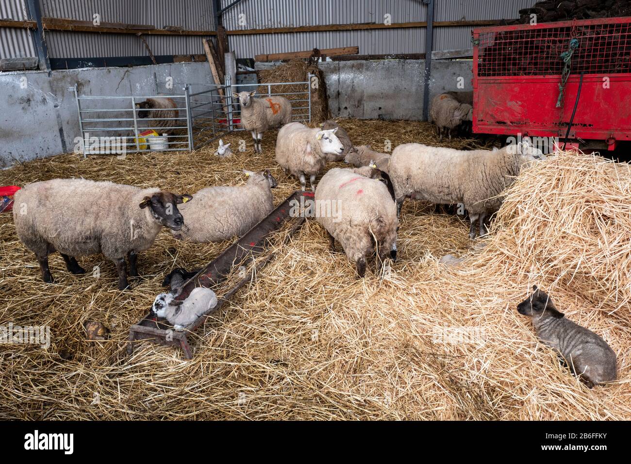 Neue Lämmer mit Mutterschafen auf einem traditionellen irischen Bauernhof in Kildare, Irland Stockfoto