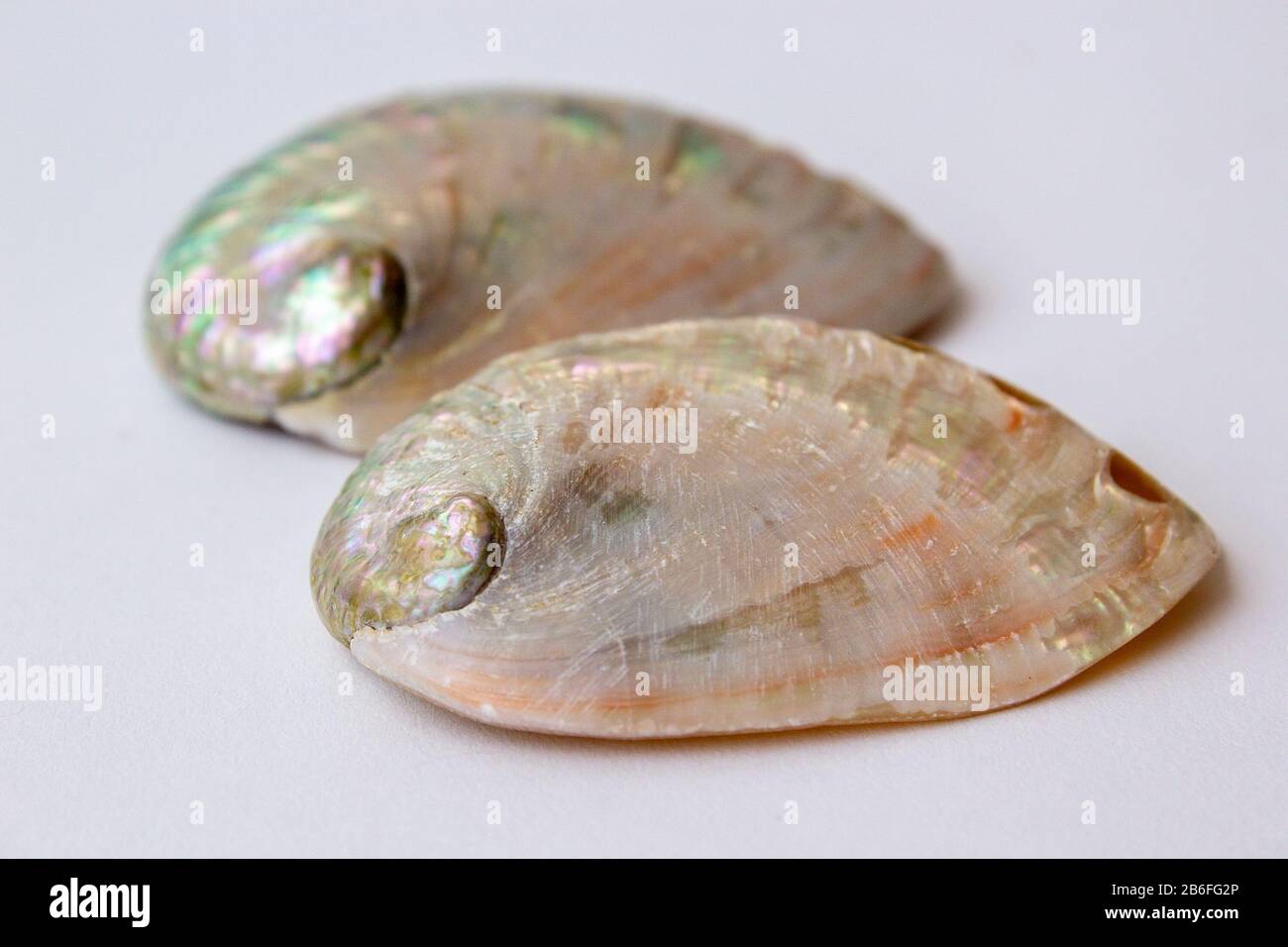 Ein Paar abalone Schalen, ähnlich, aber leicht anders Stockfoto