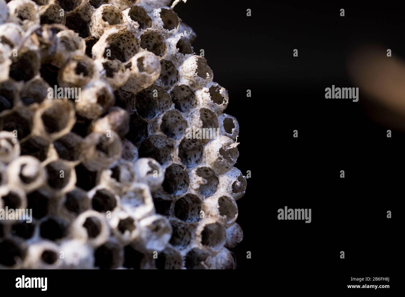 Wabenpatter Nahaufnahme der Makroansicht von Bienen oder Wespennest. Sechseckiges Muster in der Natur gefunden. Leeres Hornetnest. Stockfoto
