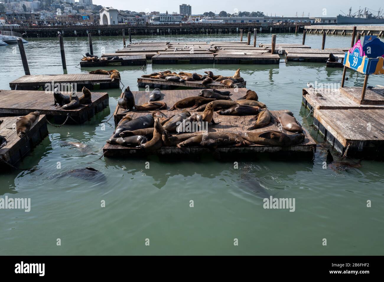 Seelöwen sonnen sich auf dem Dock von Pier 39 in San Franciso, Kalifornien, USA Stockfoto