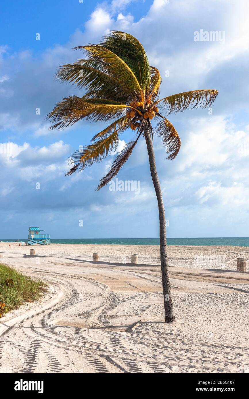 Eine isolierte windgepeitschte Palme, Haulover Beach, Miami, Florida, USA. Stockfoto