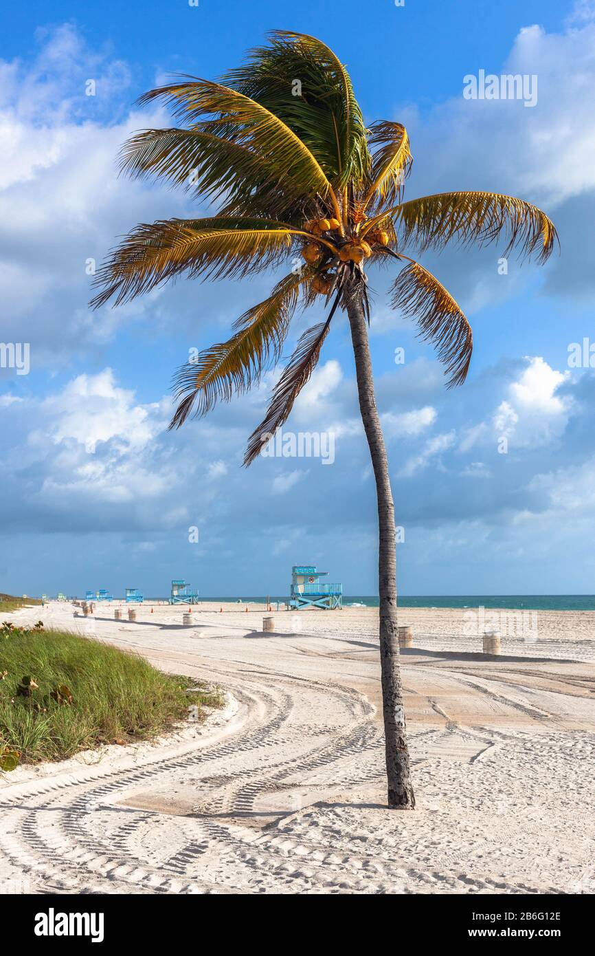 Eine isolierte windgepeitschte Palme, Haulover Beach, Miami, Florida, USA. Stockfoto