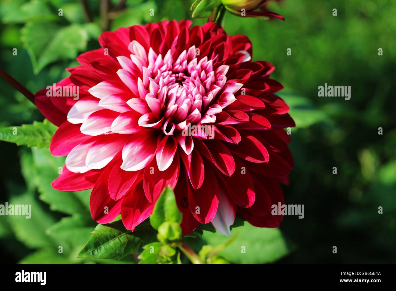 Bunte Nahaufnahme lebendige Blume im Garten Makrofotografie schöne Naturtapete mit weichem grünen Hintergrund Stockfoto
