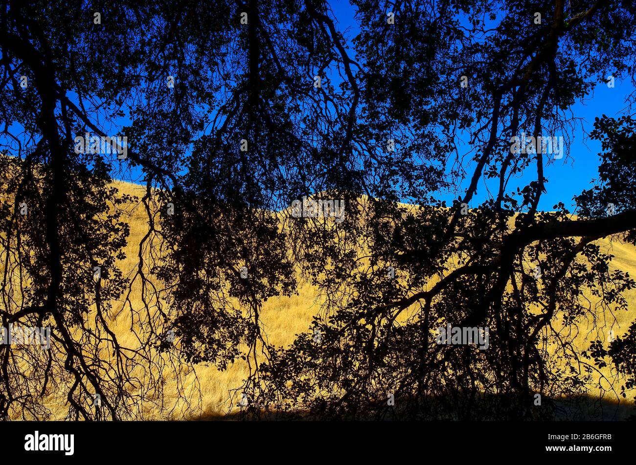 Im Schatten unter einer Eiche sitzend, die auf die wärmegetränkten Hügel in Nortonville, East Bay Regional Park, Antioch, Kalifornien, USA blickt. Stockfoto