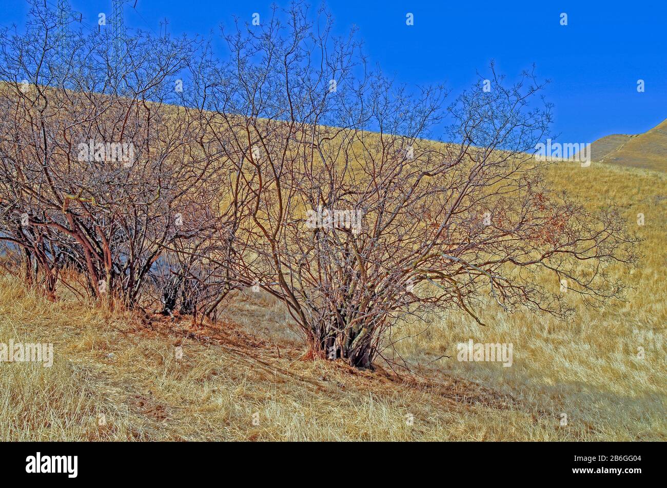 Beblätterte Manzanita-Bäume, Black Diamond Mines, Nortonville, East Bay Regional Park, Antioch, Kalifornien, USA. Stockfoto