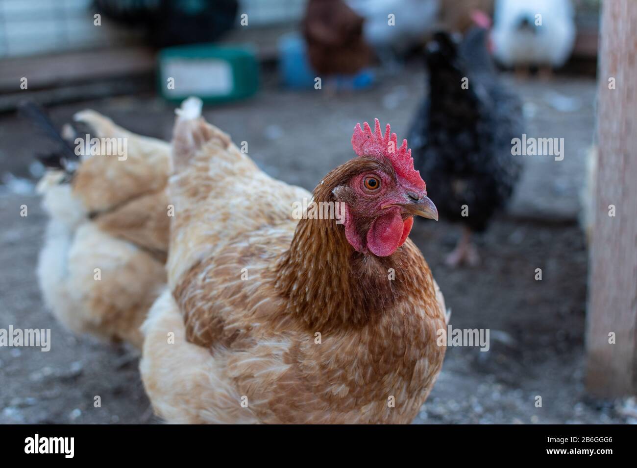 Neugierige Henne im Hühnerkoop im Hinterhof Stockfoto