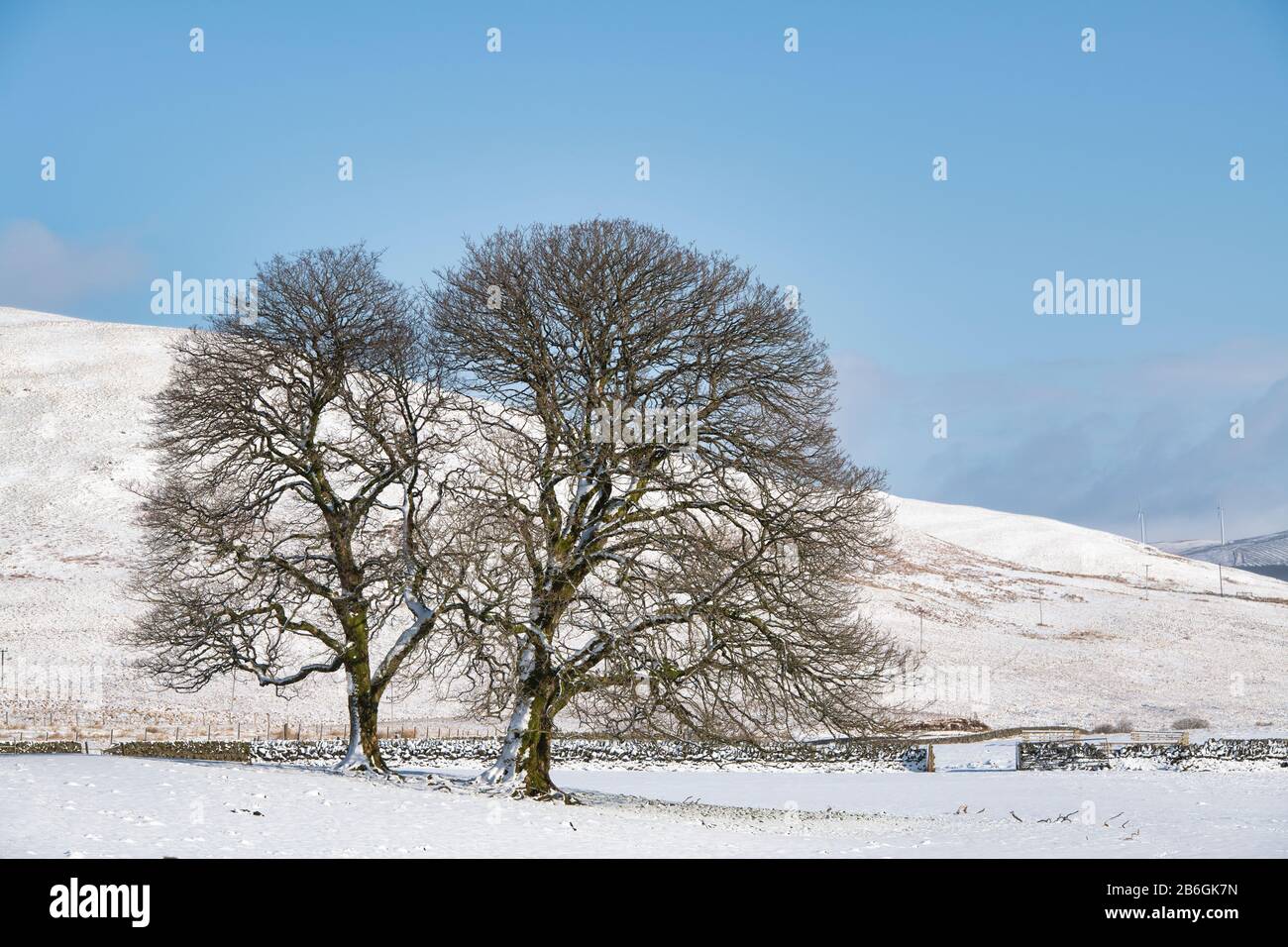 Winterbäume im Schnee in schottischer Landschaft. Dumfries und Galloway, schottische Grenzen, Schottland Stockfoto