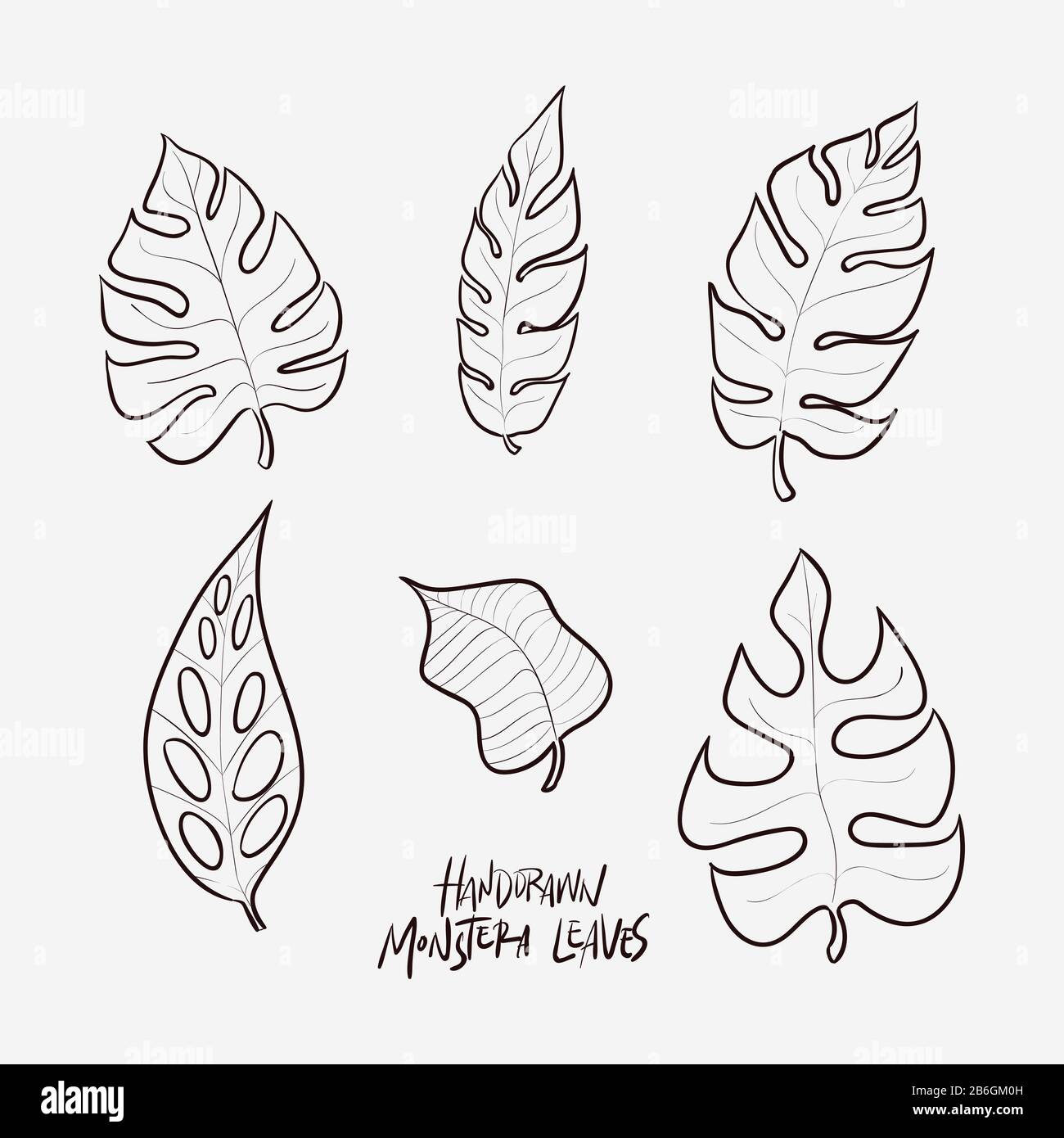 Handgezeichnete Pudel monstera Blätter Stock Vektor