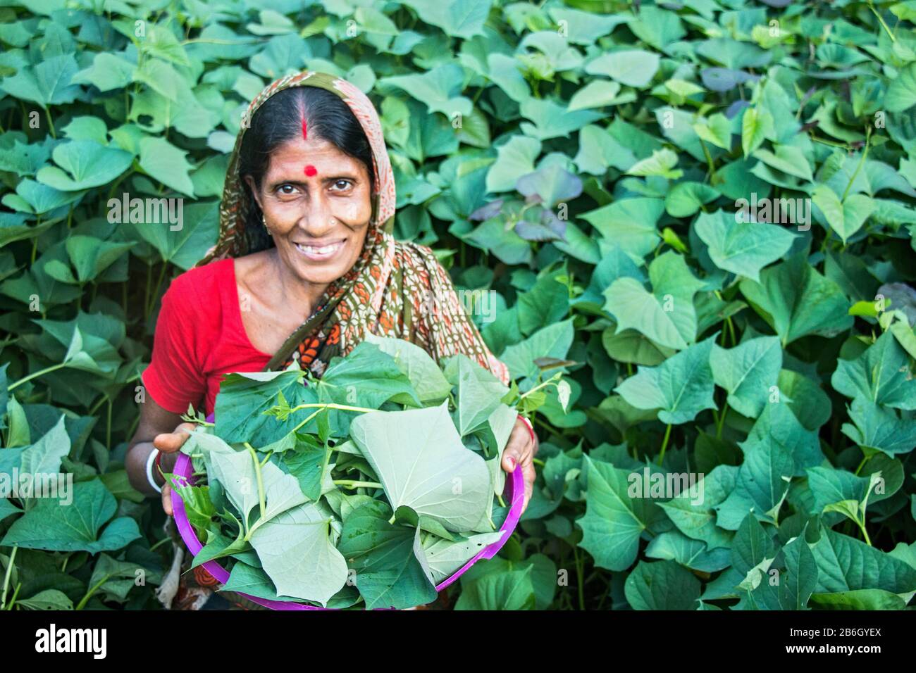 Bangladeschische Frauen sammeln orangefarbene Süßkartoffelreben und grünes Gemüse aus ihrem Heimatgarten, um nahrhafte Nahrung für die Familie zu gewährleisten. Stockfoto