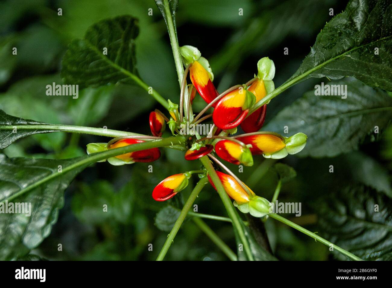 Nahaufnahme von rotem und gelbem Kongo-Kakadus, Papageienimatien oder Papageienpflanze (Impatiens niamniamensis) mit dunkelgrünen Blättern. Stockfoto