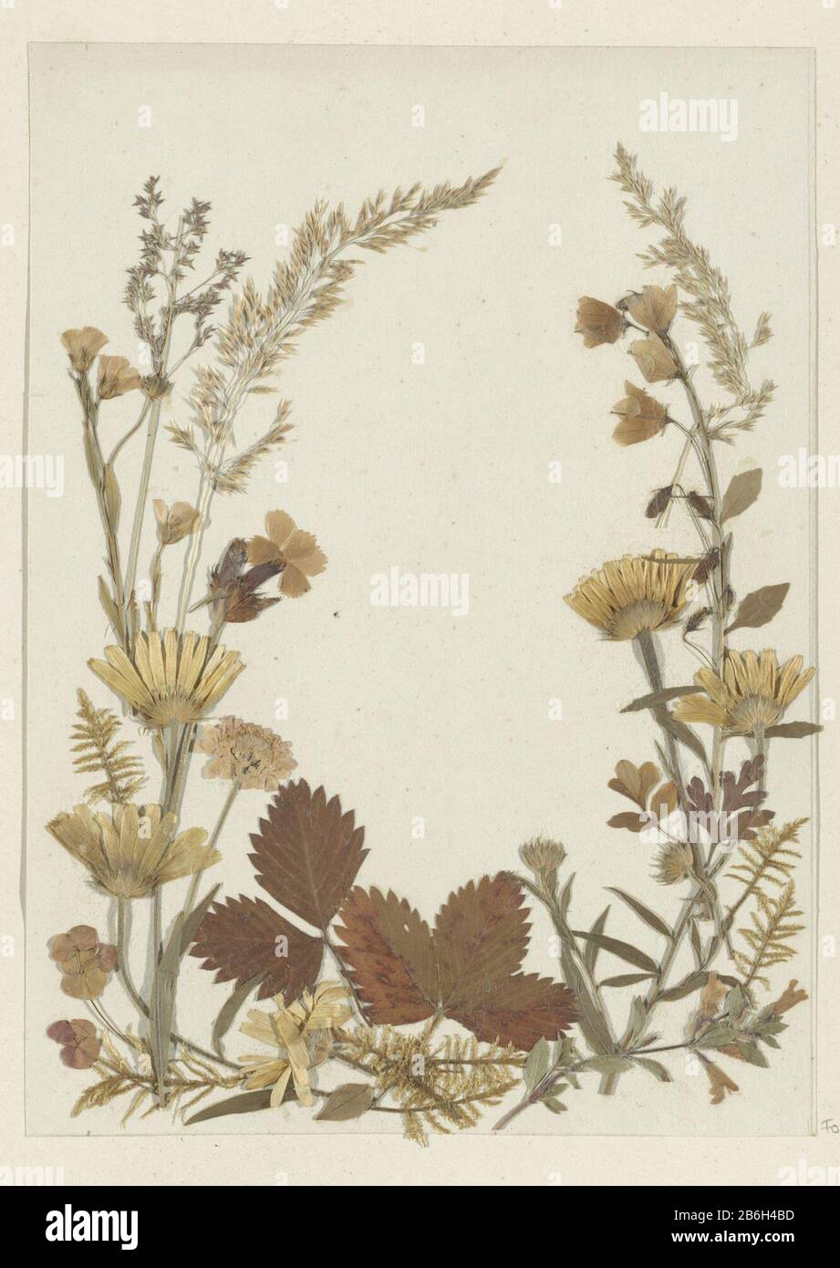 Collage von Blumen, vermutlich aus den Alpen Teil von Travel Album mit Bildern aus der Schweiz, Österreich, Italien und Duitsland. Hersteller: Herausgeber: Anonymer Termin: CA. 1860 - ca. 1890 Physikalische Merkmale: Album-Blatt mit getrockneten Blumen Material Papier Blumen Technik: Collage Abmessungen: Blatt: H 256 mm × W 185 mm Betreff: Getrocknete Blumen Stockfoto