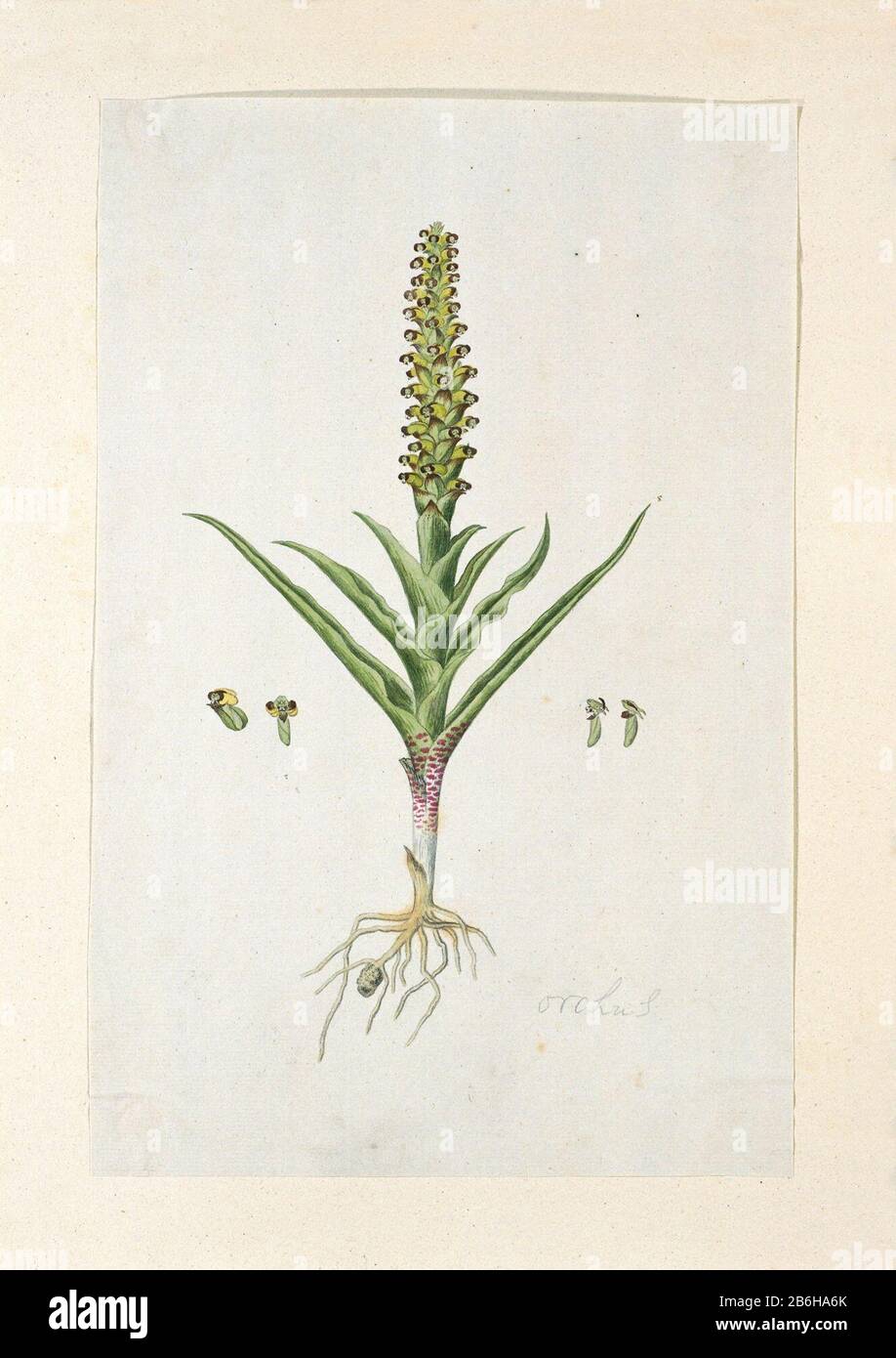 Corycium orobanchoides (Lf) Swartz Orchus (titel op object) Corycium orobanchoides (Lf) Swartzorchus (title object) Property Type: Zeichnungsalbum Leaf Artikelnummer: RP-T-1914-18-43 Beschriftungen/Marken: Annotation, unten rechts, Bleistift: 'Orchus (Gordon's Handschrift? ) Beschreibung: Corycium orobanchoides (Lf) Sw (artz). A orchideeënsoort. Hersteller: Künstler: Robert Jacob Gordon Datum: Okt 707 - märz-815 Physikalische Merkmale: Bürste in Aquarell in Farben, Bleistift und schwarzem Kreidematerial: Bleistiftkrebse Aquarelltechnik: Pinselgröße: Albumsblatt: H 660 mm × W 480 mmblad: H 371 mm × W 2 Stockfoto