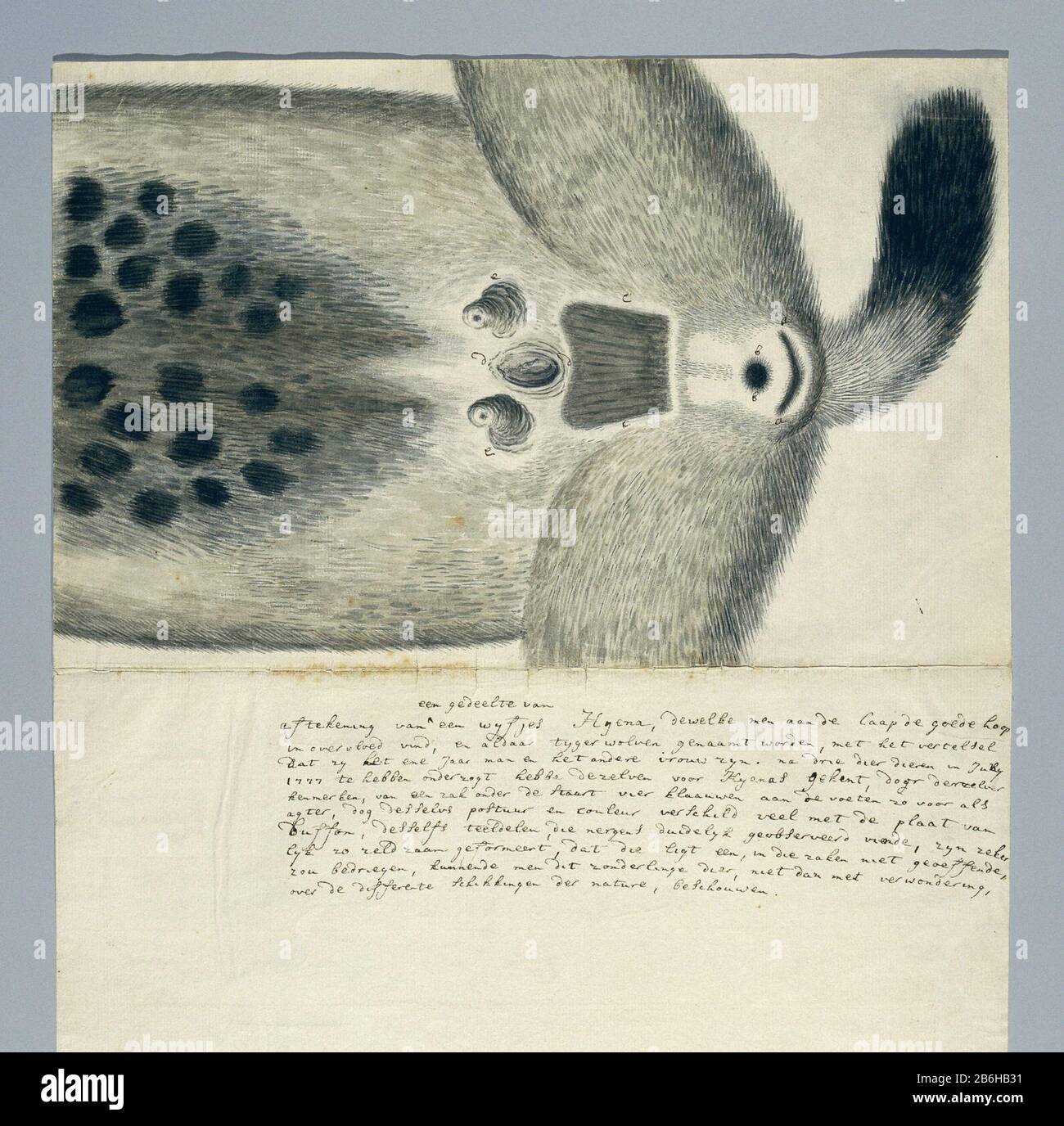 Crocuta Crocuta (Gevlekte hyena) Crocuta Crocuta (Spotted Hyena) Objekttyp: Zeichnungsalbum Leaf Animal Study Objektnummer: RP-T-1914-17-137 Beschriftungen/Marken: Anmerkung, auf der unteren Hälfte des gefalteten Bogens und auf der Verso, Stift und Braun, 'Markings von [oben eingefügt: Ein Teil von] an Wyena, Hyena,... Verso-Bestien. [Oben] ', 9 Zeilen mit Beschreibungen des Tieres, einschließlich einer Angabe des Datums, An Dem: Auf die Hyänen untersucht werden (in Gordon's Handschrift Volltext: LC Rookmaker, Anhang I seiner These) angegeben Datum der Anmerkung, Stift in Braun: '... Juli 1777 ... ', das Datum o Stockfoto