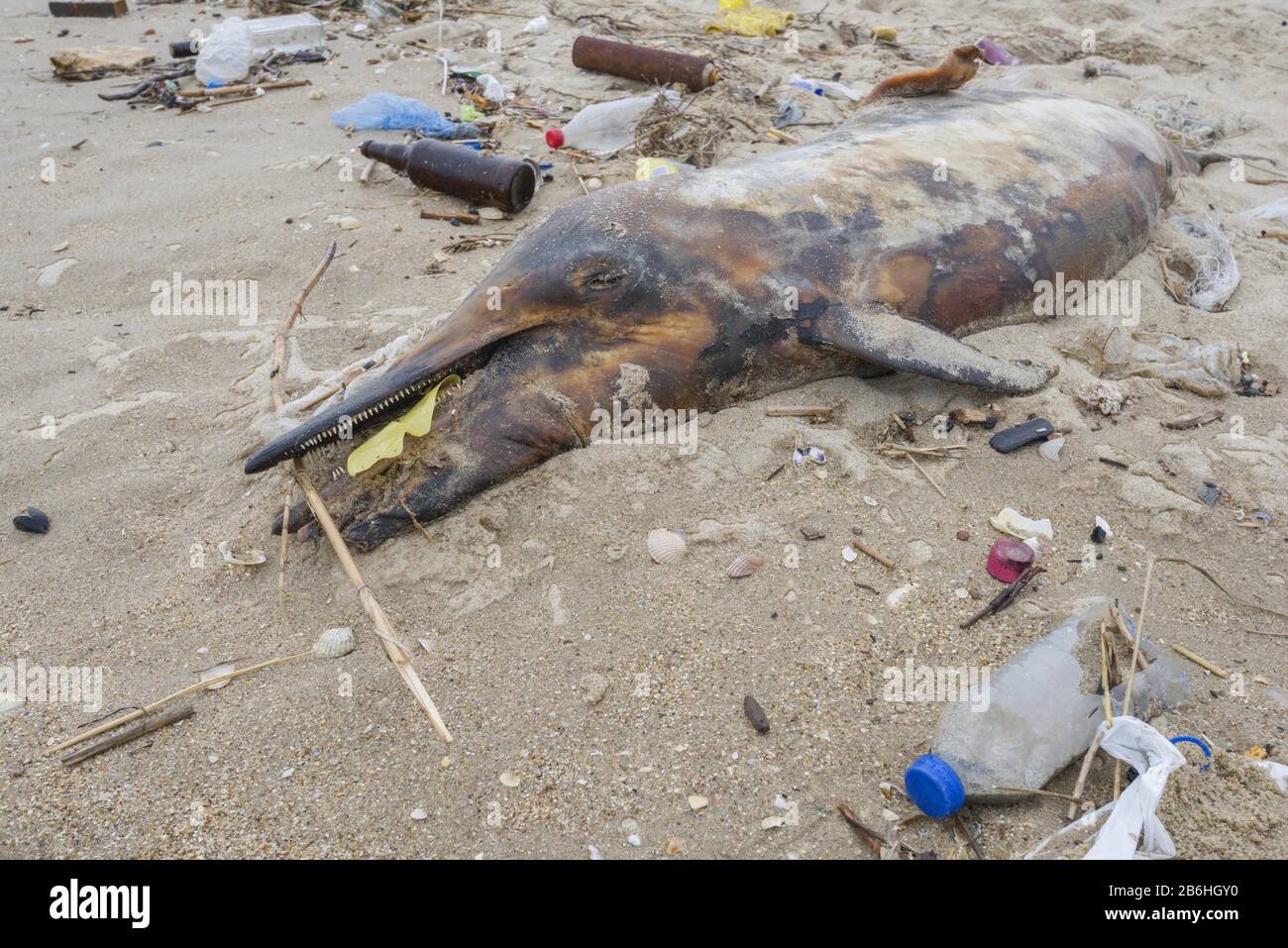 Toter Delphin, der am Strand gewaschen wird, ist von Plastikmüll, Flaschen und anderen Plastikschutt umgeben, Die Meeresverschmutzung Durch Kunststoff tötet Marine Stockfoto