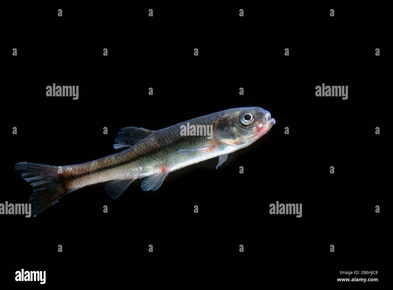 Fathead Minnow, (Pimephales promelas), invasive Spezies, die vor kurzem in Europa eingeführt wurde, gefangengehalten, Frankreich Stockfoto