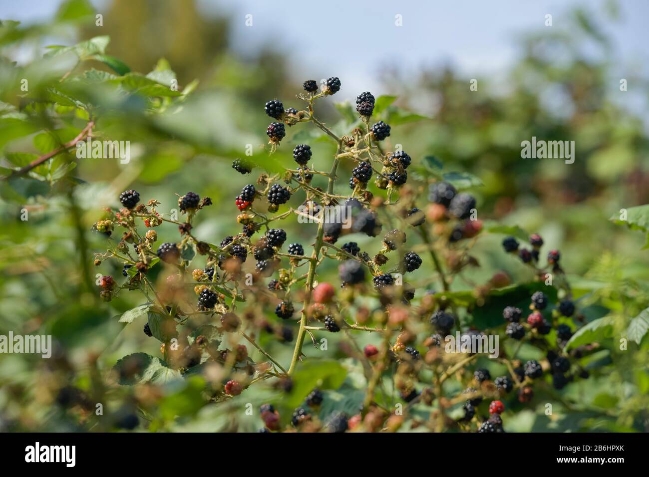 Wilde Brombeeren (Rubus fruticosus) Stockfoto